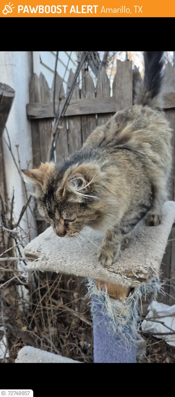 Found/Stray Female Cat last seen Grand street, Amarillo, TX 79159