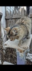 Found/Stray Female Cat last seen Grand street, Amarillo, TX 79159