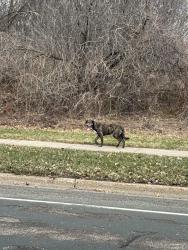 Found/Stray Unknown Dog last seen Duckwood tr and duckwood dr, Eagan, MN 55123