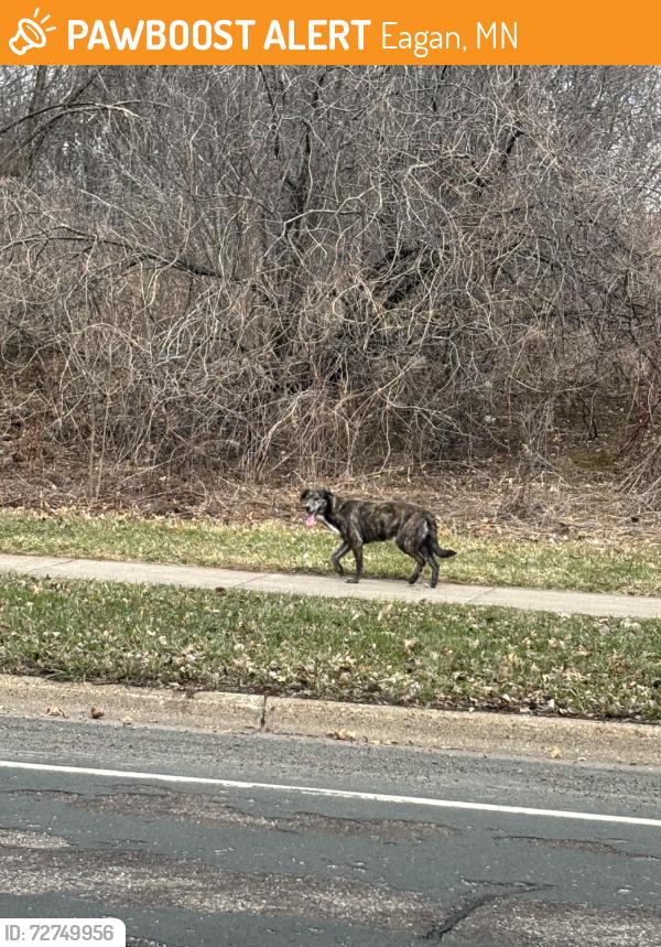 Found/Stray Unknown Dog last seen Duckwood tr and duckwood dr, Eagan, MN 55123