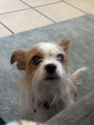 Lost Female Dog last seen missouri , Clearwater, FL 33756