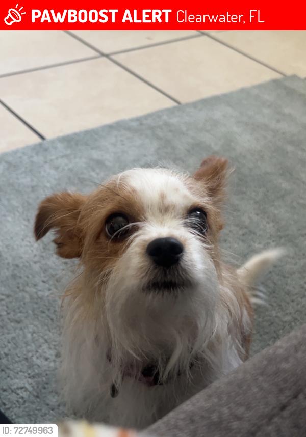 Lost Female Dog last seen missouri , Clearwater, FL 33756