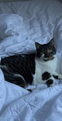 Lost Male Cat last seen Near Rue Parthenais , Montréal, QC H2K 3T8