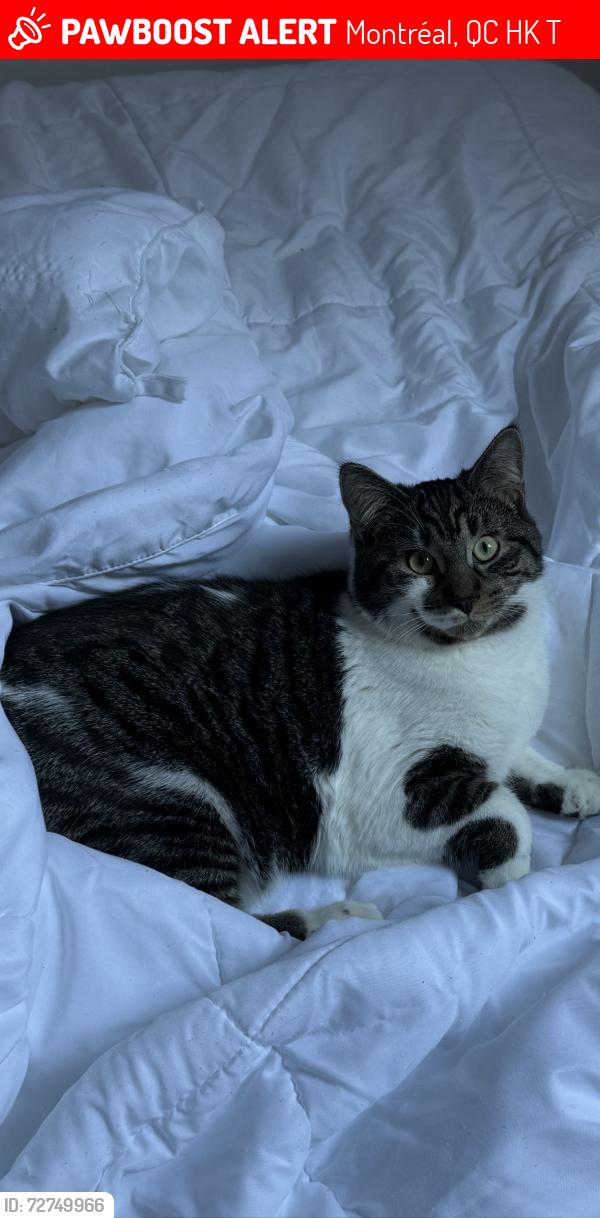 Lost Male Cat last seen Near Rue Parthenais , Montréal, QC H2K 3T8