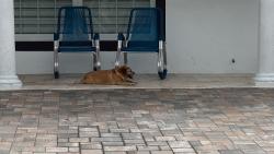 Found/Stray Male Dog last seen Woodbridge blvd & hazelwood ct, Tampa, FL 33615