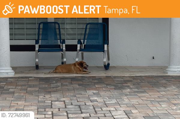 Found/Stray Male Dog last seen Woodbridge blvd & hazelwood ct, Tampa, FL 33615