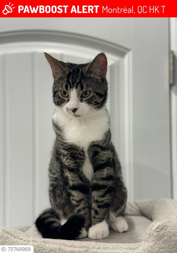 Lost Male Cat last seen Near Rue Parthenais , Montréal, QC H2K 3T8