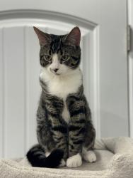Lost Male Cat last seen Near Rue Parthenais , Montréal, QC H2K 3T8