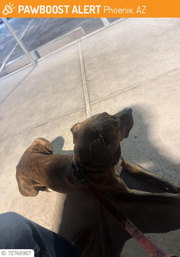Found/Stray Male Dog last seen 59th ave and thomas, Phoenix, AZ 85031