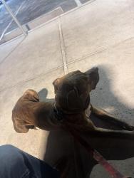 Found/Stray Male Dog last seen 59th ave and thomas, Phoenix, AZ 85031