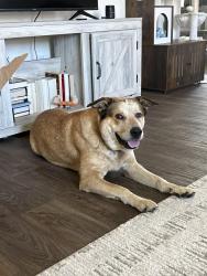 Lost Male Dog last seen Park vista apmt San Antonio , Lackland Air Force Base, TX 78236