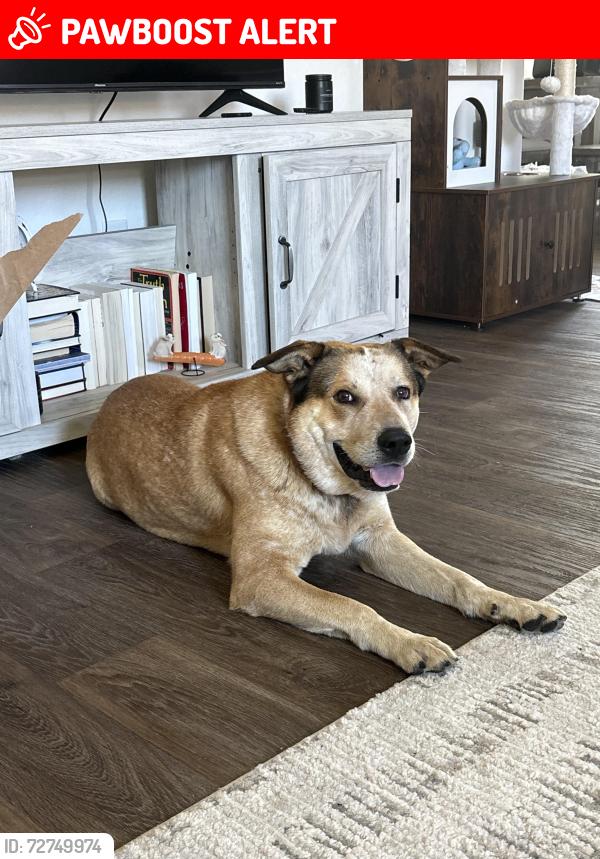 Lost Male Dog last seen Park vista apmt San Antonio , Lackland Air Force Base, TX 78236