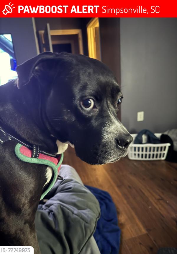 Lost Male Dog last seen Near Rapidan ct, Simpsonville, SC 29681