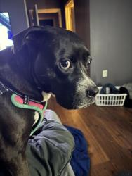 Lost Male Dog last seen Near Rapidan ct, Simpsonville, SC 29681