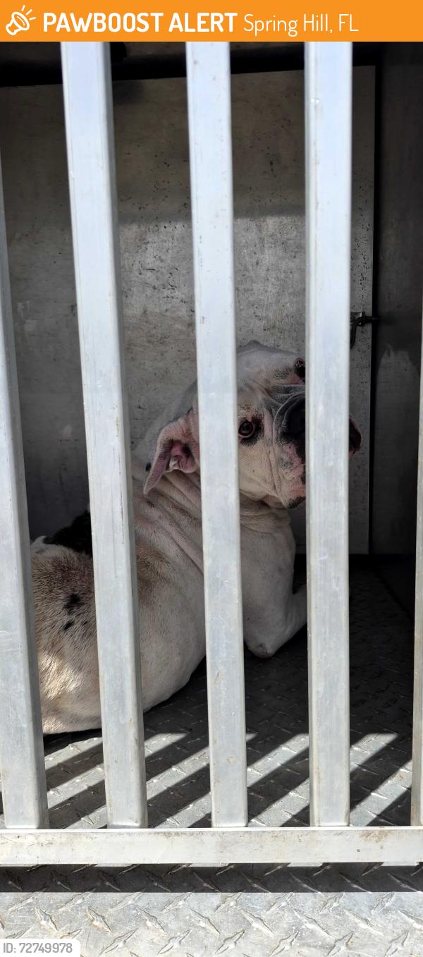 Found/Stray Unknown Dog last seen Sesame Ct, Spring Hill, FL 34608