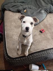 Lost Female Dog last seen green and orme or gilbert, Wichita, KS 67211