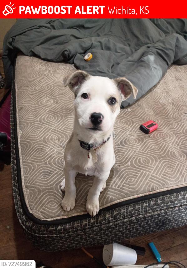 Lost Female Dog last seen green and orme or gilbert, Wichita, KS 67211