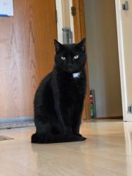 Reunited Male Cat last seen Pawnee and Webb, Wichita, KS 67207