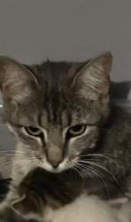 Shelter Stray Female Cat last seen , San Antonio, TX 78227