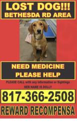 Lost Female Dog last seen E Bethesda Rd , Burleson, TX 76028