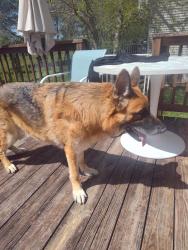 Found/Stray Male Dog last seen Edgebrook /squires neighborhood , Lexington, KY 40515