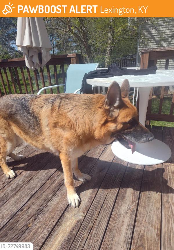 Found/Stray Male Dog last seen Edgebrook /squires neighborhood , Lexington, KY 40515