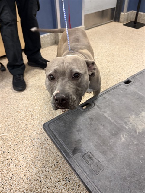 Shelter Stray Female Dog last seen EAST 47 ST EAST 10 LN, Doral, FL 33122