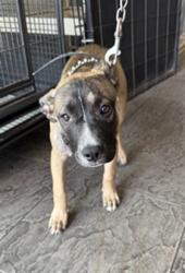 Shelter Stray Female Dog last seen , 11361 W Pico Blvd, Los Angeles, CA 90064, USA