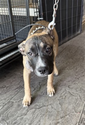 Shelter Stray Female Dog last seen , 11361 W Pico Blvd, Los Angeles, CA 90064, USA