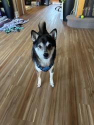 Found/Stray Male Dog last seen Holy Rosary Church, The Bronx, NY 10469