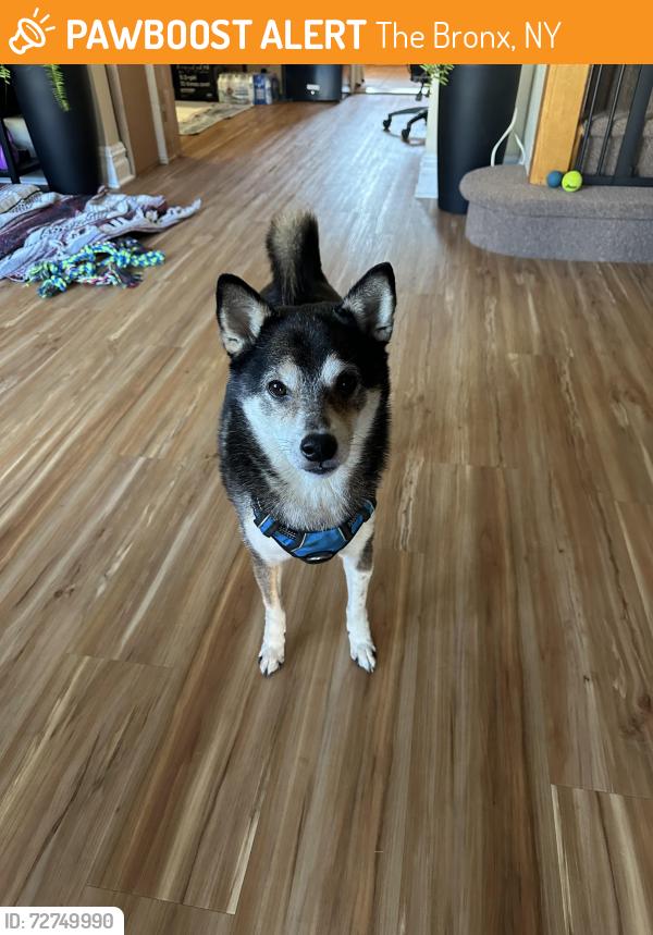Found/Stray Male Dog last seen Holy Rosary Church, The Bronx, NY 10469