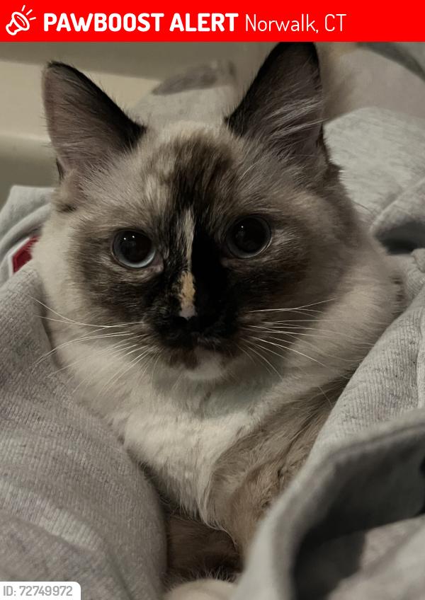 Lost Female Cat last seen Near S Main St, Norwalk, CT 06854