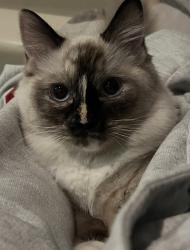 Lost Female Cat last seen Near S Main St, Norwalk, CT 06854