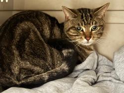 Reunited Male Cat last seen Reed Ave and Lawrence Expy, Sunnyvale, CA 94086