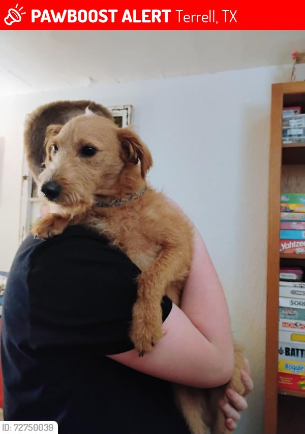 Lost Male Dog last seen Hwy 80 , Terrell, TX 75160