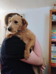 Lost Male Dog last seen Hwy 80 , Terrell, TX 75160