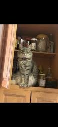 Lost Female Cat last seen Jefferson street, La Quinta, CA 92253