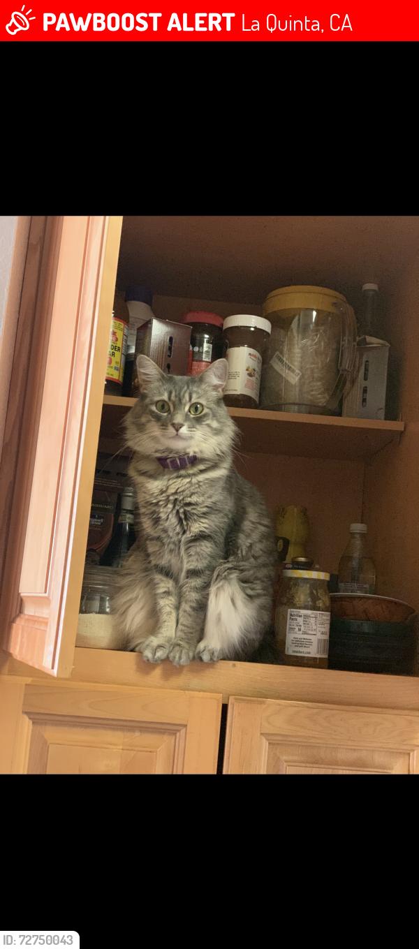 Lost Female Cat last seen Jefferson street, La Quinta, CA 92253