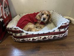 Lost Male Dog last seen Ella & Tidwell, Houston, TX 77091