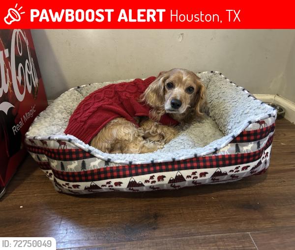Lost Male Dog last seen Ella & Tidwell, Houston, TX 77091