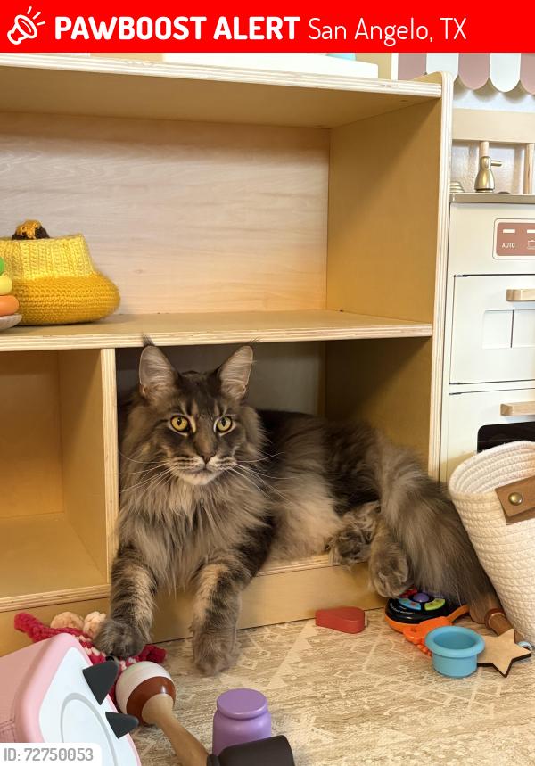 Lost Male Cat last seen Ricks/George Ln, San Angelo, TX 76905