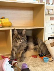 Lost Male Cat last seen Ricks/George Ln, San Angelo, TX 76905