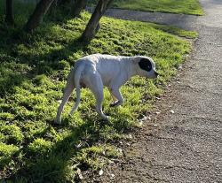 Found/Stray Male Dog last seen Golden Gate Park - Museum Concourse/Rhododendron Garden, San Francisco, CA 94122