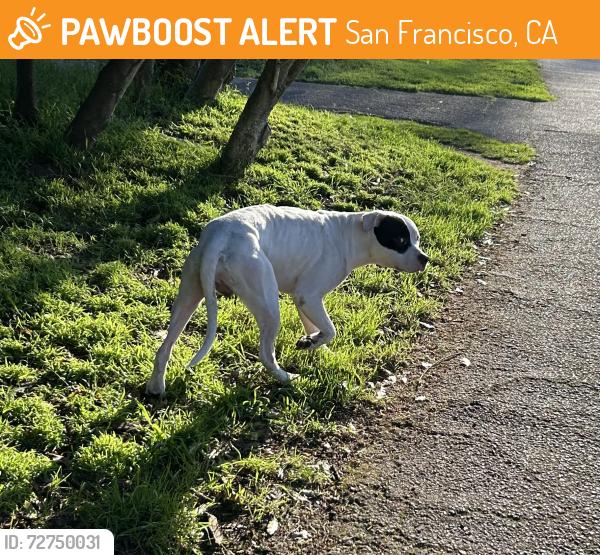 Found/Stray Male Dog last seen Golden Gate Park - Museum Concourse/Rhododendron Garden, San Francisco, CA 94122