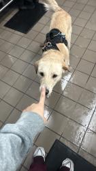 Lost Male Dog last seen Near gaspar, Dallas, TX 75220