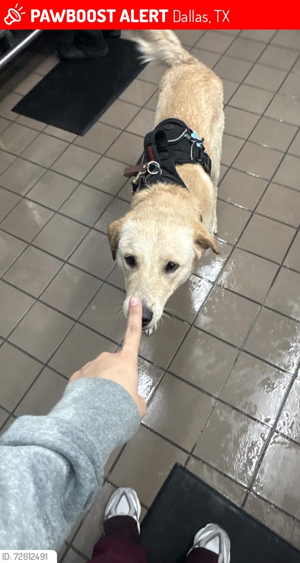 Lost Male Dog last seen Near gaspar, Dallas, TX 75220