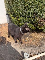 Found/Stray Male Cat last seen 30th and norton  , Los Angeles, CA 90018