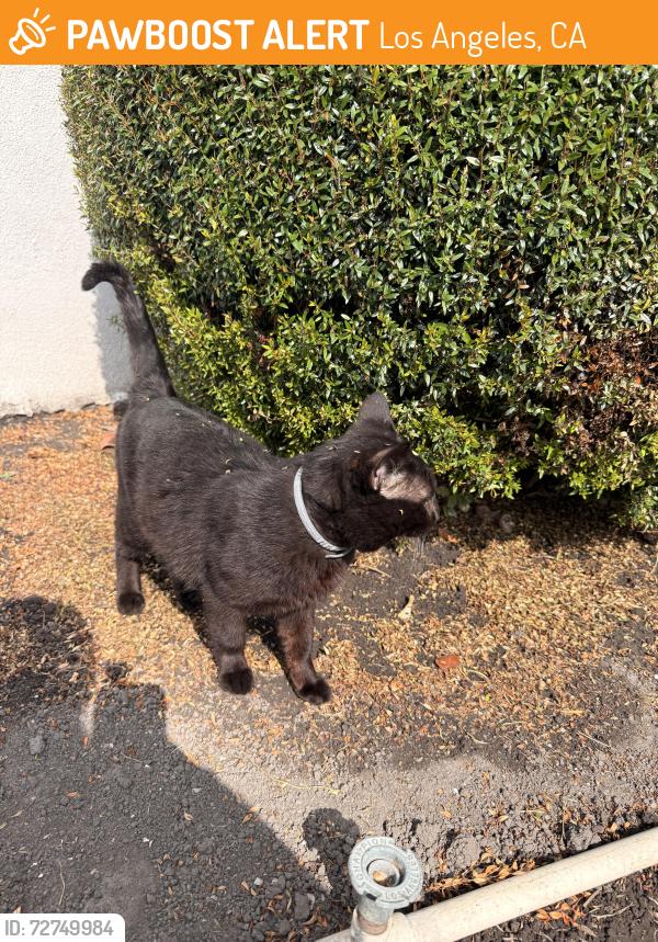 Found/Stray Male Cat last seen 30th and norton  , Los Angeles, CA 90018