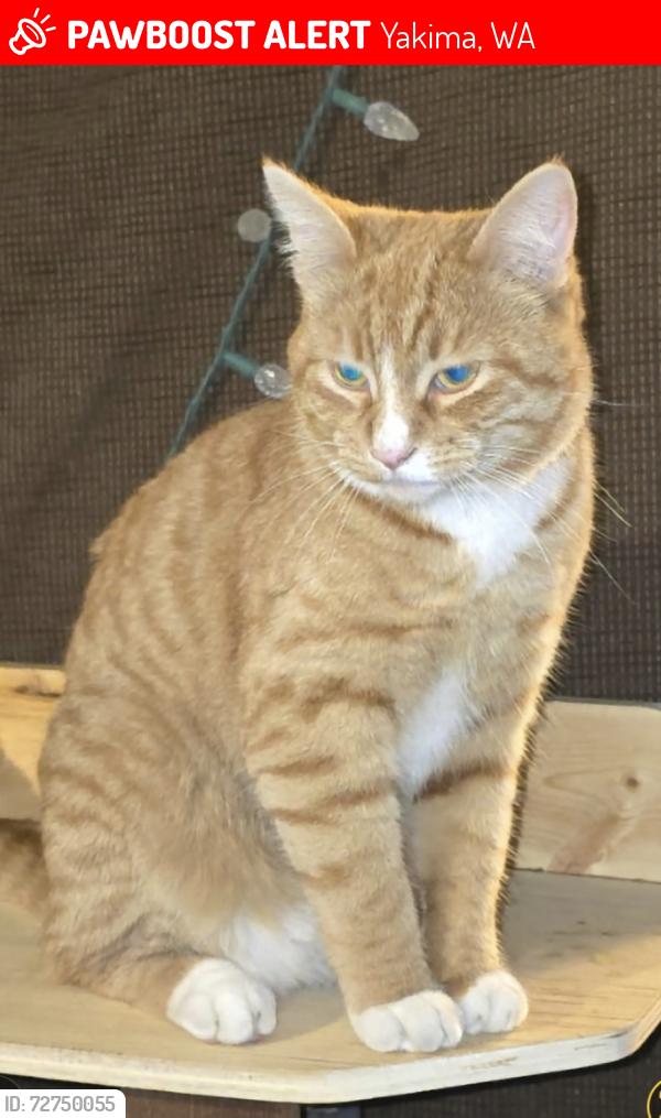 Lost Female Cat last seen Nob hill , Yakima, WA 98902