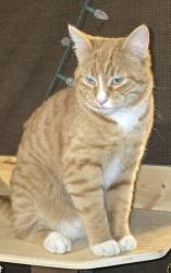 Lost Female Cat last seen Nob hill , Yakima, WA 98902
